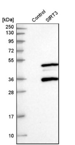 Sirtuin 3/SIRT3 Antibody, Novus Biologicals 0.1mL; Unlabeled:Antibodies,